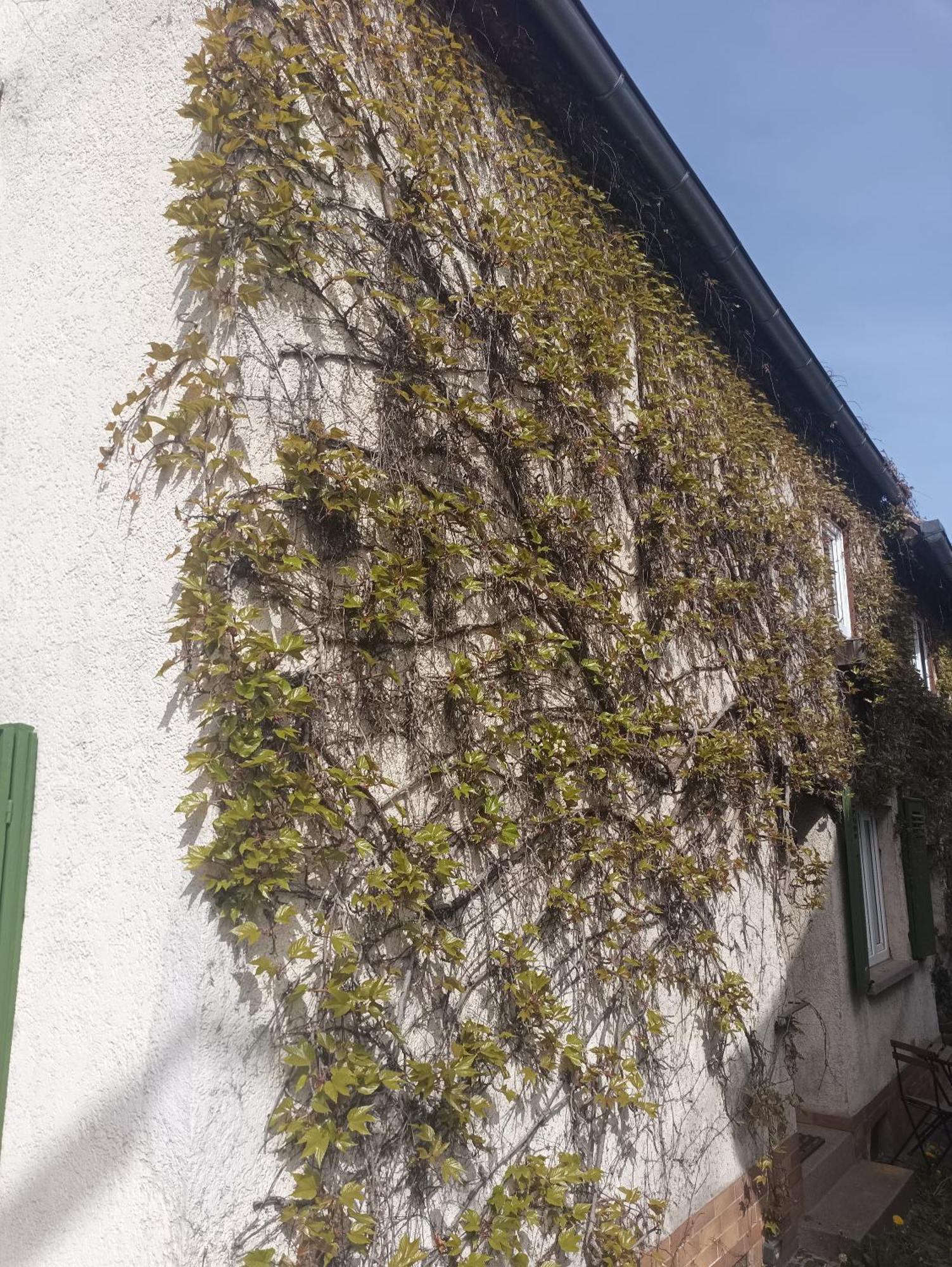Steinau *